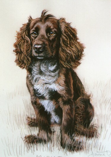 Spaniel Portrait. Spaniel Dog Painting. Dog Picture